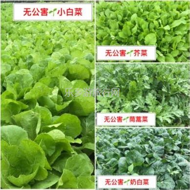 <a href=http://www.lexiangyou.org/xiangcunlvyou/ target=_blank class=infotextkey>乡村旅游</a>：亲子共欢乐，绿水清江休闲游