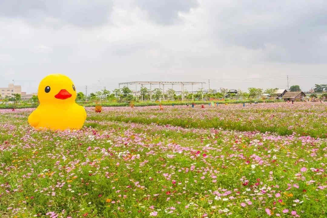 <a href=http://www.lexiangyou.org/xiangcunlvyou/ target=_blank class=infotextkey>乡村旅游</a>：祥农洲农业高新科技园，这里已经开满夏日葵了