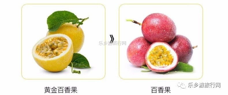<a href=http://www.lexiangyou.org/xiangcunlvyou/ target=_blank class=infotextkey>乡村旅游</a>：黄金百香果：沁人心脾的香味，酸甜可口的果汁